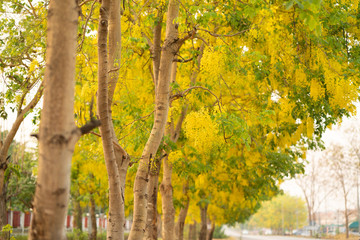 the seasonal local thai yellow flowers over the cloudy white sky