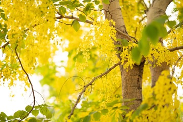 Obraz premium the seasonal local thai yellow flowers over the cloudy white sky