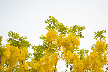 the seasonal local thai yellow flowers over the cloudy white sky