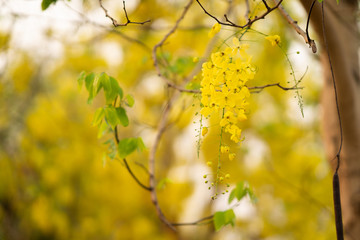 the seasonal local thai yellow flowers over the cloudy white sky