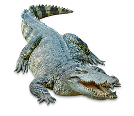 crocodile isolated on white background ,include clipping path