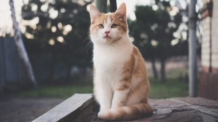 Cute ginger kitten sitting on the doorstep in the evening.