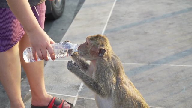Footage B Roll of People give water bottles to monkey in the park. Monkey in the nature. 