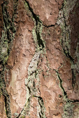 Natural background with pine tree bark covered with moss and lichen