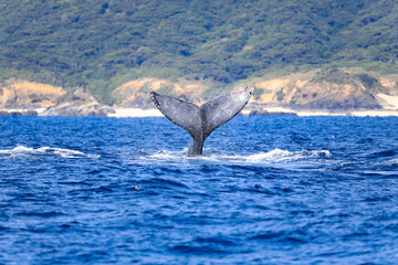 Fototapeta premium Whale watching Okinawa, Japan : 2019 January 10. You may even get a lovely sight of whales swimming with their calves during the tour. The Kerama waters around Tokashiki Island and Zamami Island.