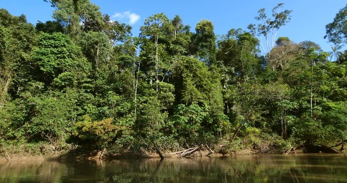 Trees overhanging the bank of Rio Tiputini in the Ecuadorian Amazon, the river runs through pristine primary rainforest bordering Yasuni National Park