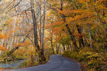 Oirase stream in autumn. The beautiful fall foliage scene along the Oirase river in Aomori.
