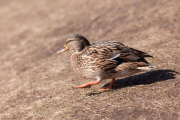 duck in spring