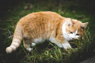 Naklejka na ściany i meble Ginger kitten eats green grass in the garden.