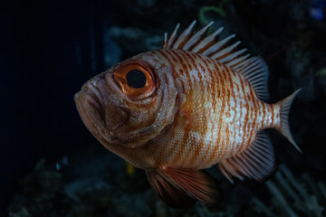 Fototapeta premium Churaumi Aquarium, Okinawa, Japan - January 9, 2019 : One of the world's largest fish tank. There are many peoples coming to visit one of the best aquarium in Japan.