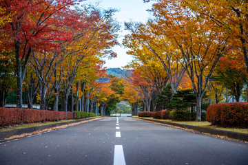 Michinoku park, Sendai, Japan - October 25, 2017 : Peak period of autumn season for this wonderful road  in Japan. There are beautiful fall foliage view in Tohoku.