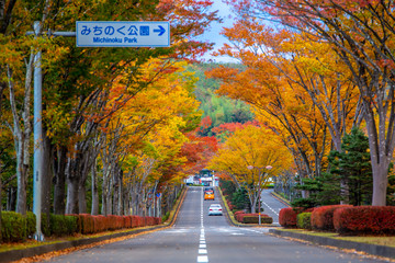 Michinoku park, Sendai, Japan - October 25, 2017 : Peak period of autumn season for this wonderful road  in Japan. There are beautiful fall foliage view in Tohoku.