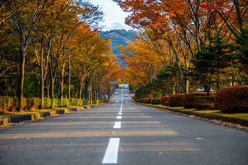 Obraz premium Michinoku park, Sendai, Japan - October 25, 2017 : Peak period of autumn season for this wonderful road in Japan. There are beautiful fall foliage view in Tohoku.