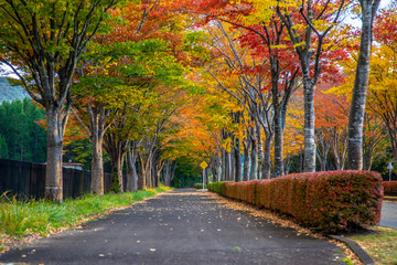 Michinoku park, Sendai, Japan - October 25, 2017 : Peak period of autumn season for this wonderful road  in Japan. There are beautiful fall foliage view in Tohoku.