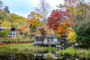 Fototapeta na wymiar Red maple leaf shown the peak of fall foliage in Kumobaike, Karuizawa. The most wonderful pond in the area. You will see from mid to late October.