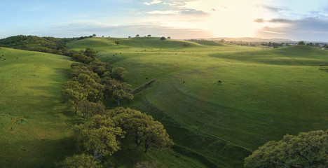 Obraz premium Green Rolling Hills with Oak Filled Valley in Paso Robles California