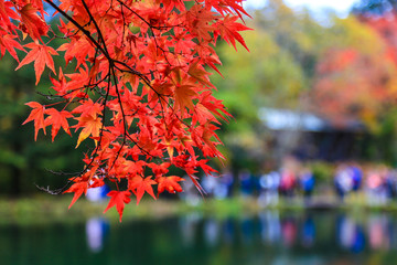 Red maple leaf shown the peak of fall foliage in Kumobaike, Karuizawa. The most wonderful pond in the area. You will see from mid to late October.