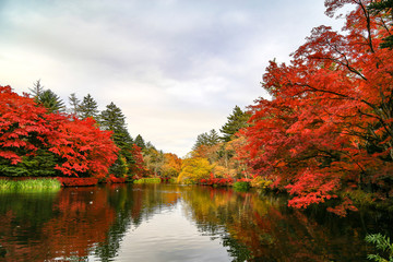 Red maple leaf shown the peak of fall foliage in Kumobaike, Karuizawa. The most wonderful pond in the area. You will see from mid to late October.