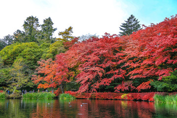 Red maple leaf shown the peak of fall foliage in Kumobaike, Karuizawa. The most wonderful pond in the area. You will see from mid to late October.