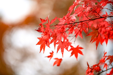 Red maple leaf shown the peak of fall foliage in Kumobaike, Karuizawa. The most wonderful pond in the area. You will see from mid to late October.