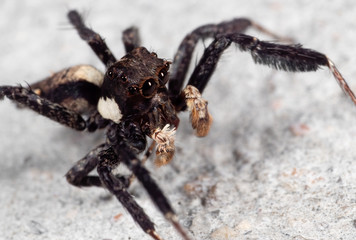 Macro Photo of Portia Jumping Spider on The Floor