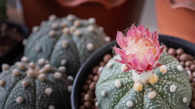 cactus flower names "astrophytum asterias" blooming as Pink color at sun rising as nature background, time lapse