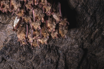 A wild some bats hangs in a dream on the ceiling of a stone cave. Little bats in the North Caucasus