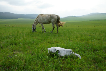 몽골 초원의 말과 뼈