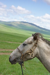 몽골 초원의 말