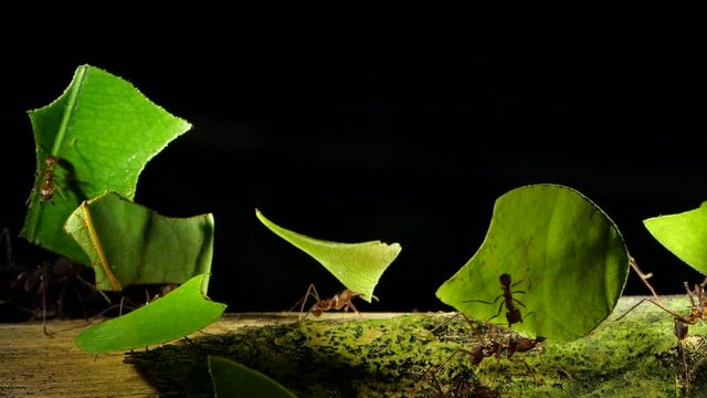 Leaf Cutter Ants (Atta sp.) slow motion carrying pieces of  leaves which are taken to the nest to grow a fungus on which the ants feed. Tiny workers termed Minims are riding on the leaves, Ecuador.