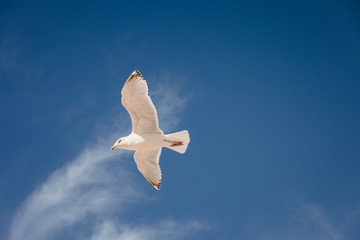 Seagull flying in the sky above the ocean in Montauk