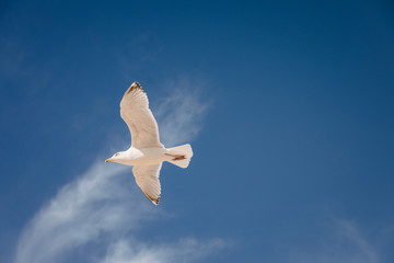 Seagull flying in the sky above the ocean in Montauk