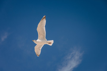 Seagull flying in the sky above the ocean in Montauk