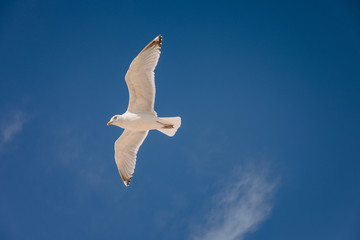 Seagull flying in the sky above the ocean in Montauk