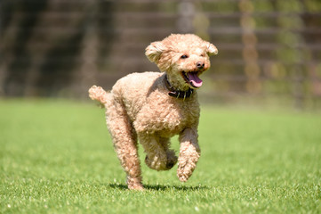 ドッグランで遊ぶトイプードル