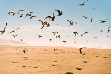 Flock of birds on the beach. Flying seagulls and blue sky background
