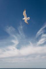 Fototapeta na wymiar Seagull flying in a deep blue sky above the ocean in Montauk