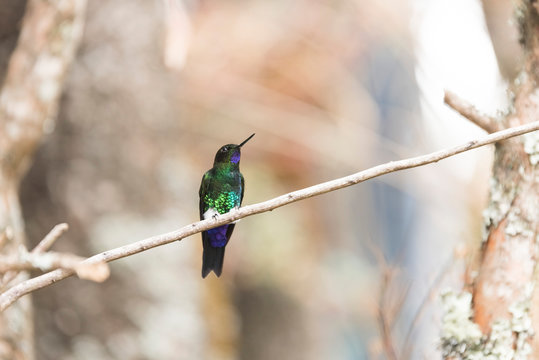 Male hummingbird perched on a branch, glowing puffleg, Eriocnemis vestita