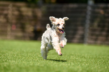 ドッグランで遊ぶトイプードル