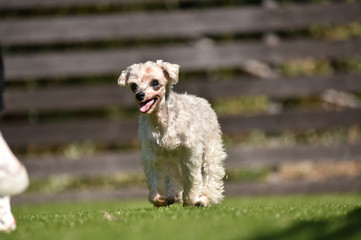 ドッグランで遊ぶトイプードル