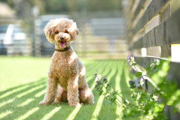 ドッグランで遊ぶトイプードル