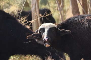 Fototapeta premium River buffalos. Species of wild ungulates reproduced in the Al Azrak reserve in Jordan. Drying marshes supplying Amman with drinking water.
