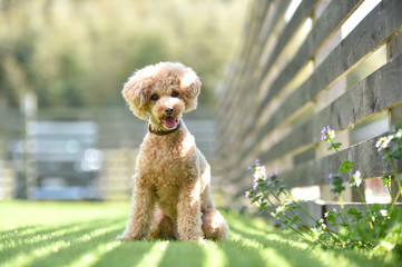 ドッグランで遊ぶトイプードル