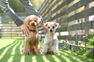 ドッグランで遊ぶトイプードル