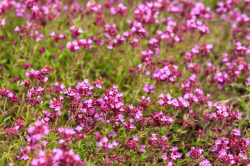 Obraz na płótnie Canvas Purple wild thyme flowers on a meadow