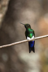 Male hummingbird perched on a branch, glowing puffleg, Eriocnemis vestita
