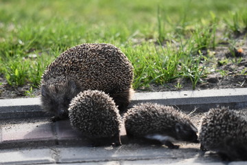Prickly hedgehog mother with three young people looking for food on an evening walk between houses and streets of the city. Omnivore mammals active at night. © TRINGA