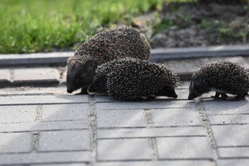 Prickly hedgehog mother with three young people looking for food on an evening walk between houses and streets of the city. Omnivore mammals active at night. © TRINGA