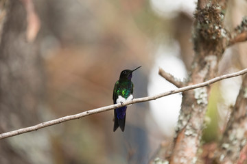 Male hummingbird perched on a branch, glowing puffleg, Eriocnemis vestita