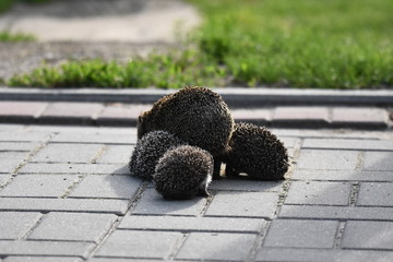Prickly hedgehog mother with three young people looking for food on an evening walk between houses and streets of the city. Omnivore mammals active at night. © TRINGA